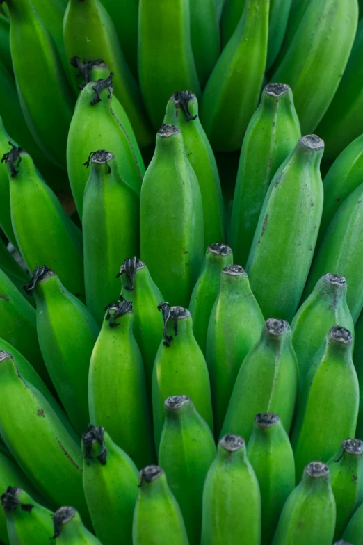 bunches of bananas spread out in a large arrangement