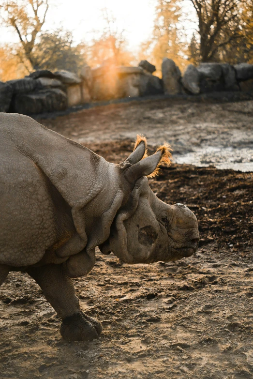 a rhino is standing in the dirt near a stream