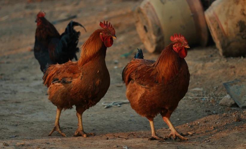 two chickens and one rooster in the dirt