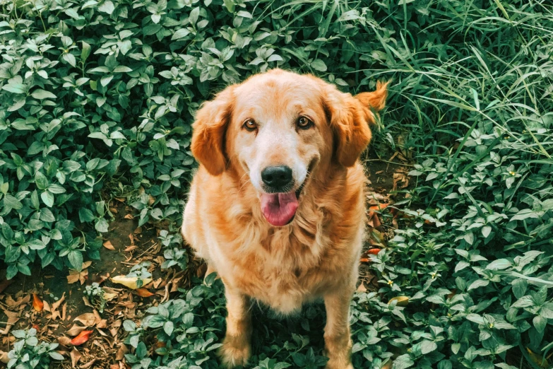 a close up of a dog standing in a field with leaves