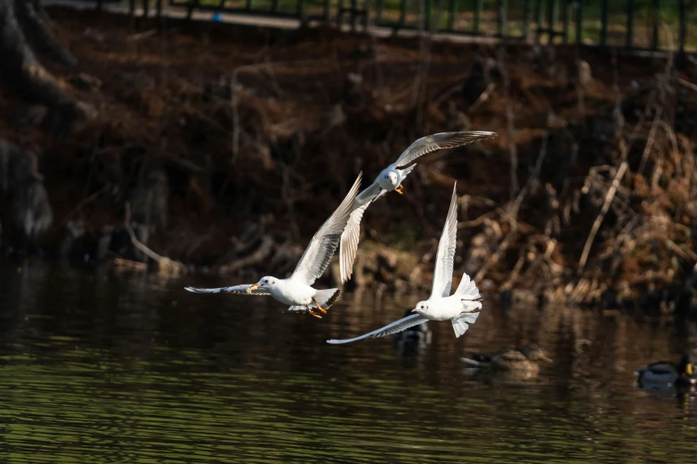 two white birds flying over water and grass