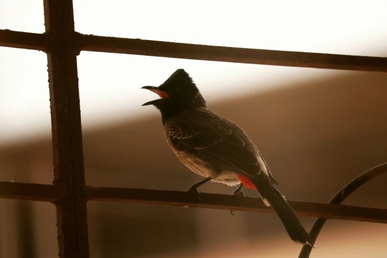 a small black bird with a red and white wing on a perch