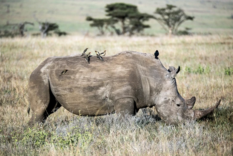 a rhino with birds on its back standing in the grass