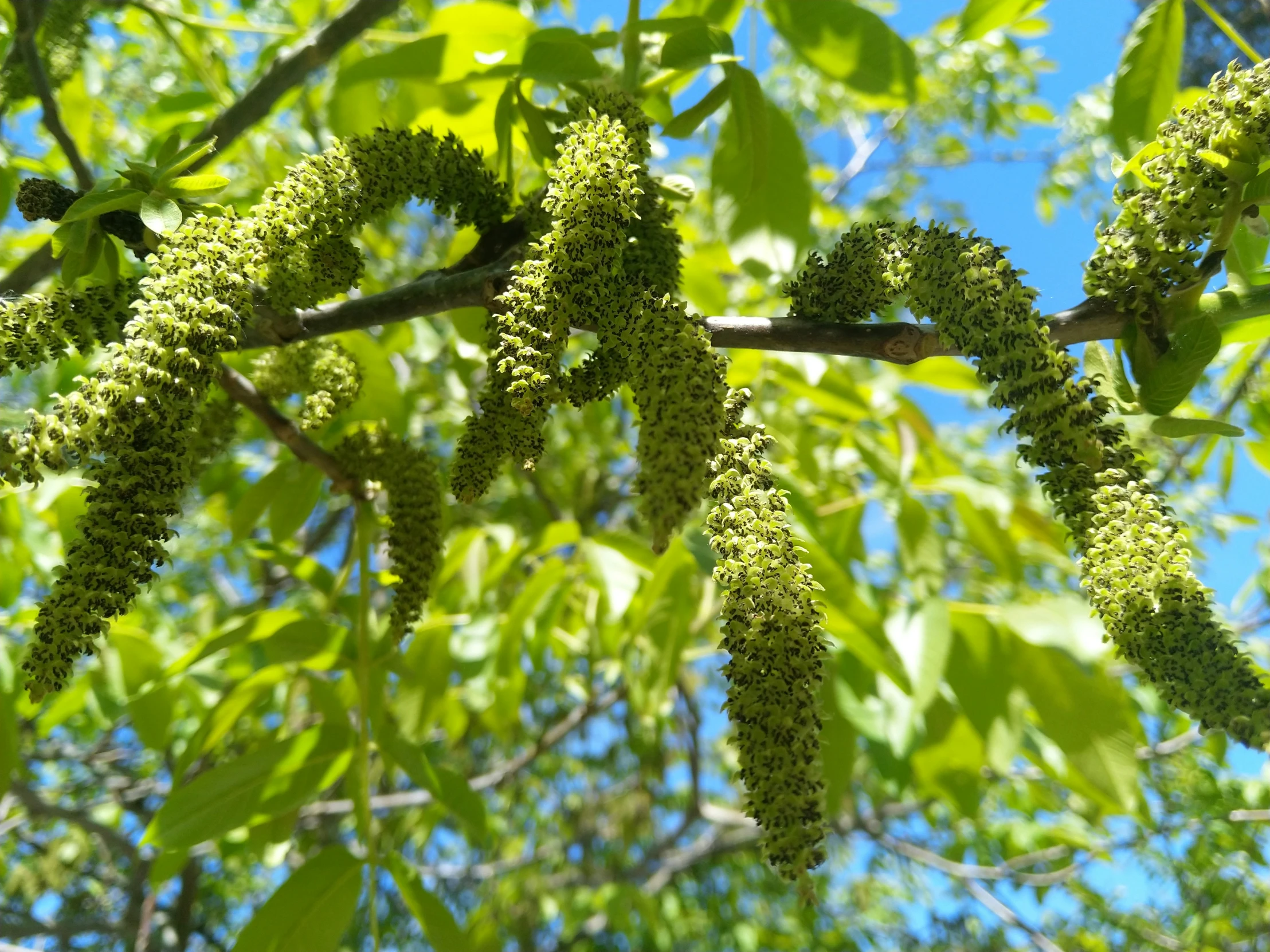 some green leaves and some nches in the air