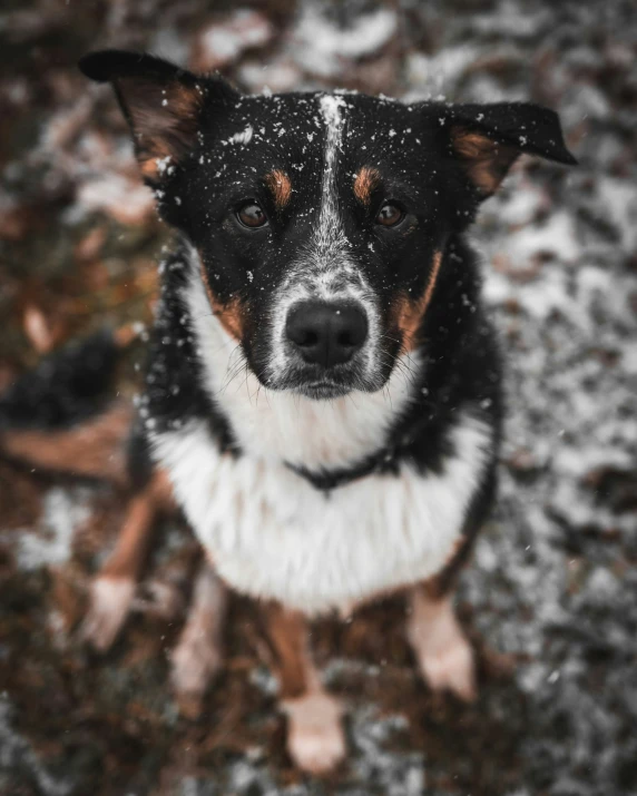 a dog sitting outside in the snow