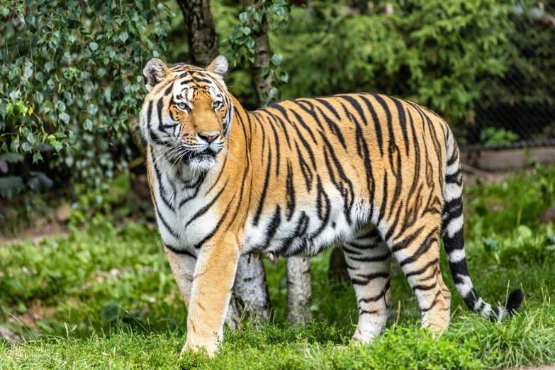 a large tiger standing on top of a lush green field