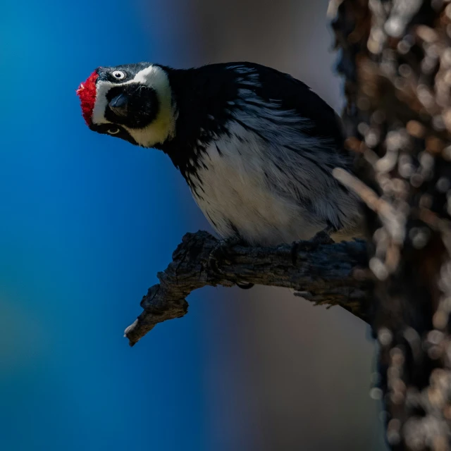 a bird with a red head standing on a tree nch