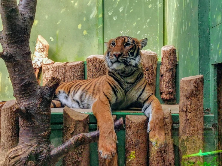 a tiger is sitting on a chair next to a tree