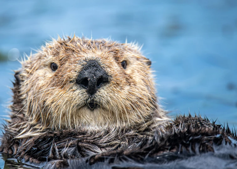 an otter is in the water and looking at the camera