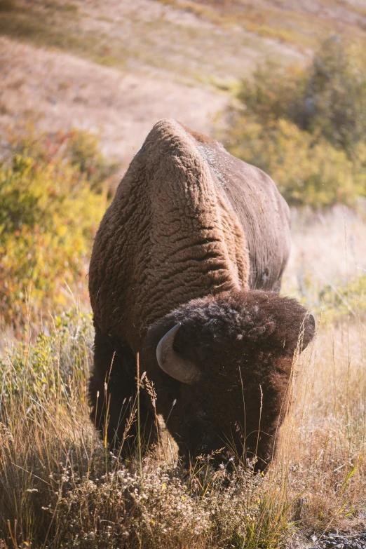 the bull is standing in the brown grass