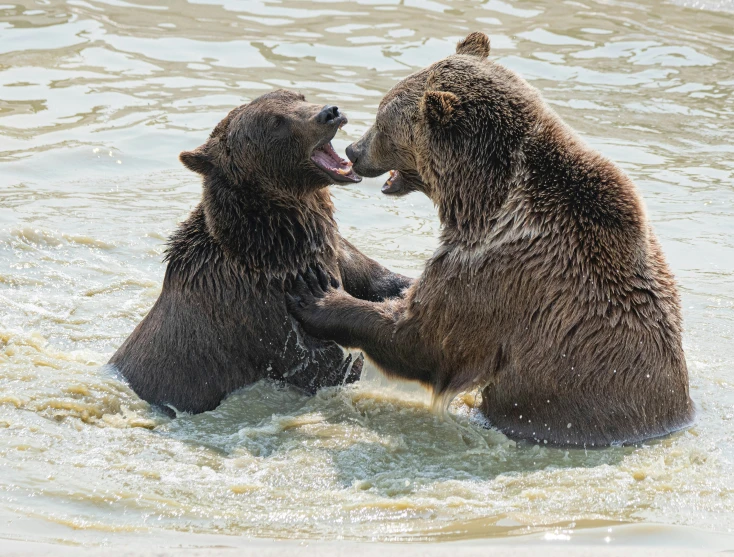 two bears in water with each other shaking