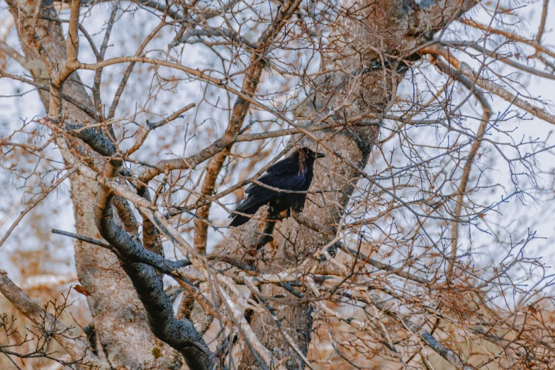 there is a black bird in a tree