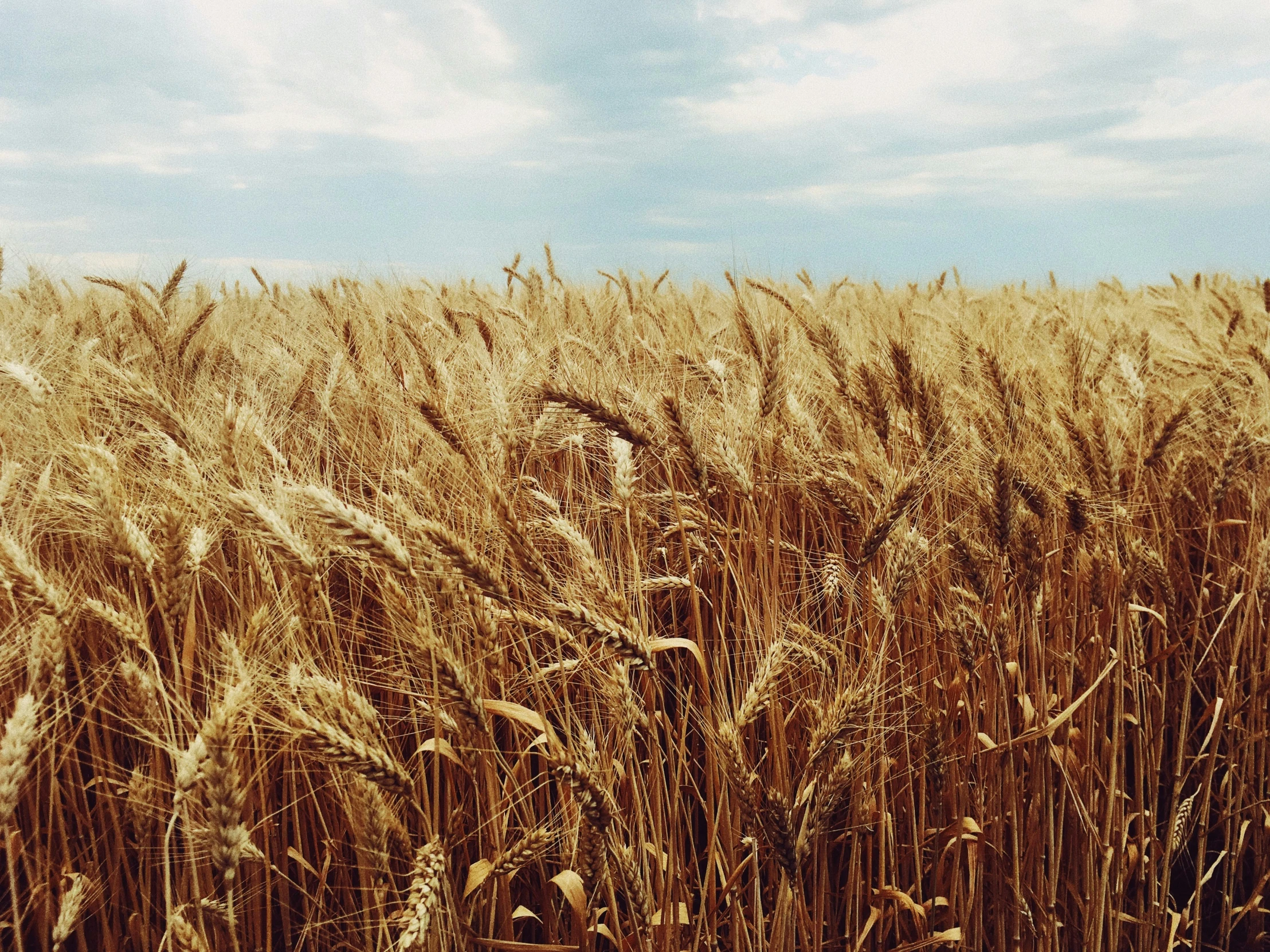 this is a po of wheat that is grown in the fields