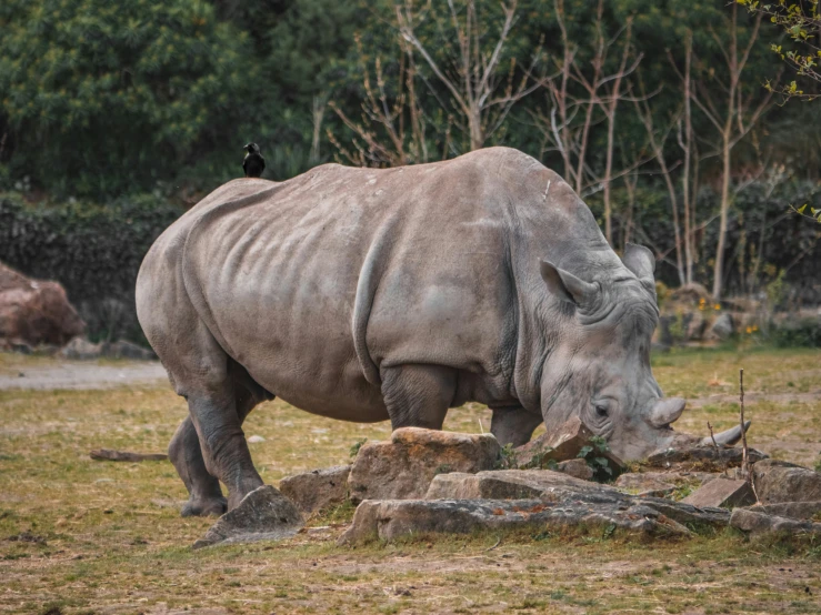 there is a rhino that is eating some grass