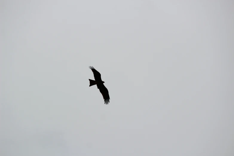 a bird flying in the sky on a grey day