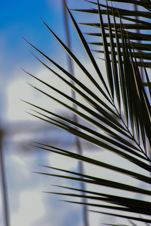 view from a closeup view of the tip of a palm leaf