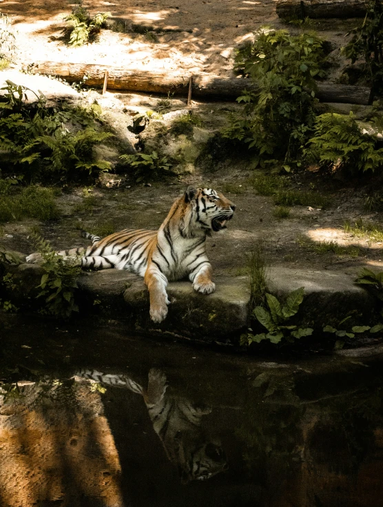 a white tiger sitting by water and some plants