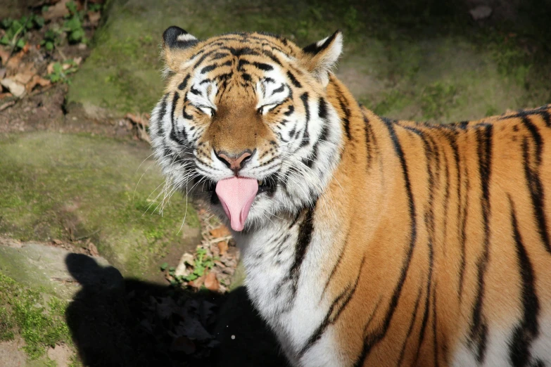 a tiger standing by a hill sticking its tongue out