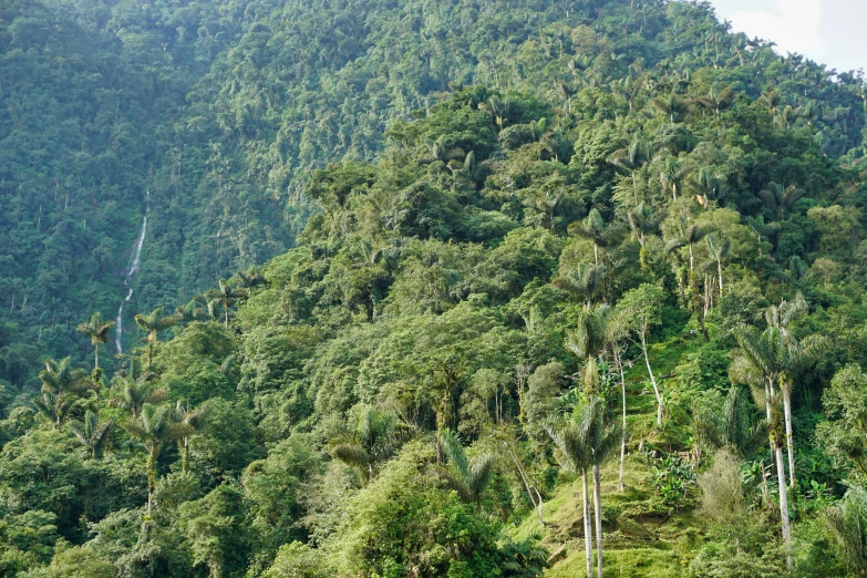 a very tall lush green mountain filled with trees