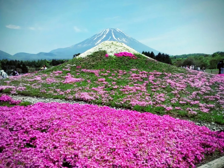 large pile of green and purple flowers with a mountain in the background