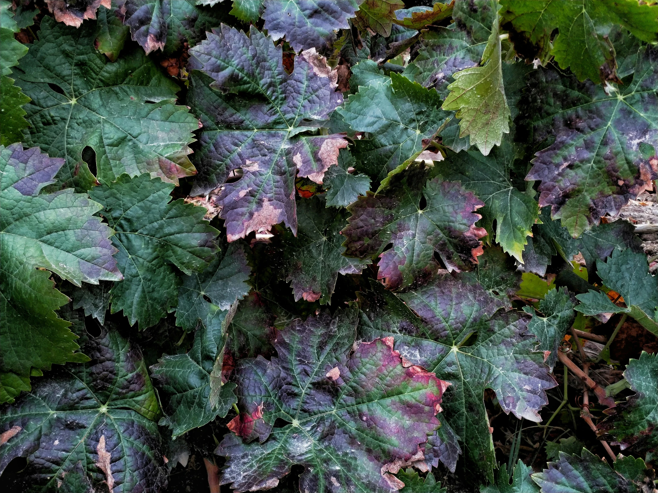 purple leaves in the ground are all turning colors