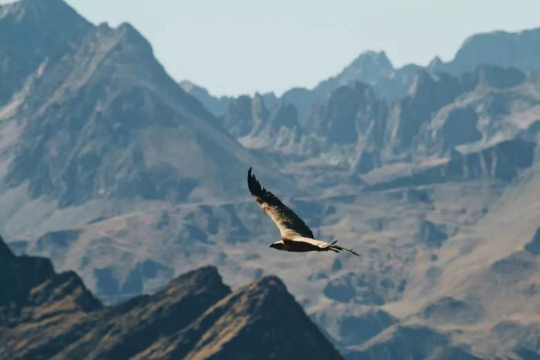a bird flying over a mountain range