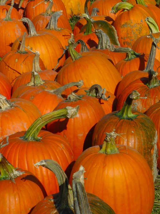 many orange pumpkins sit in the middle of a field