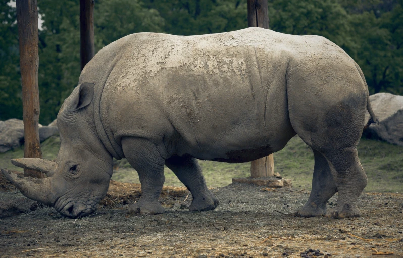 rhinoceros, a short - horned animal, are eating grass in their enclosure