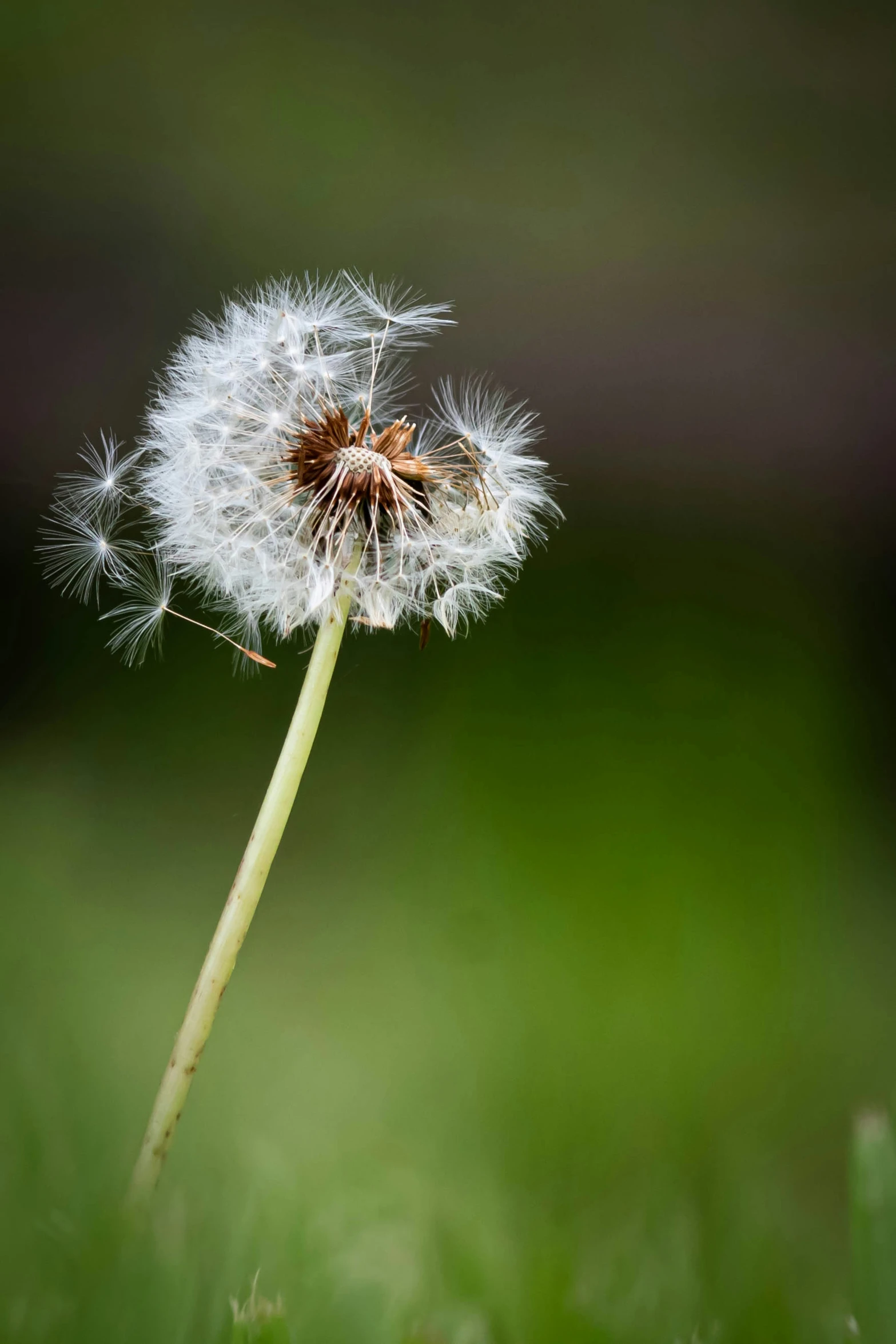 the dandelion seeds are ready to harvest from the tree