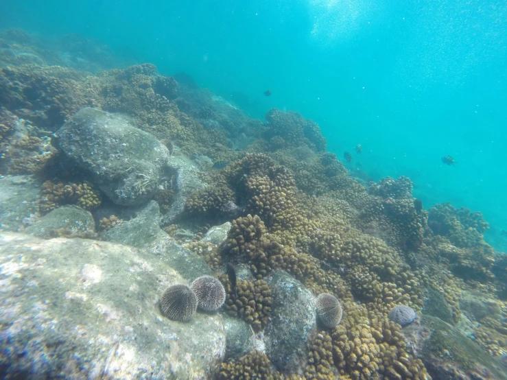 the ocean floor has lots of rocks and sponges on it