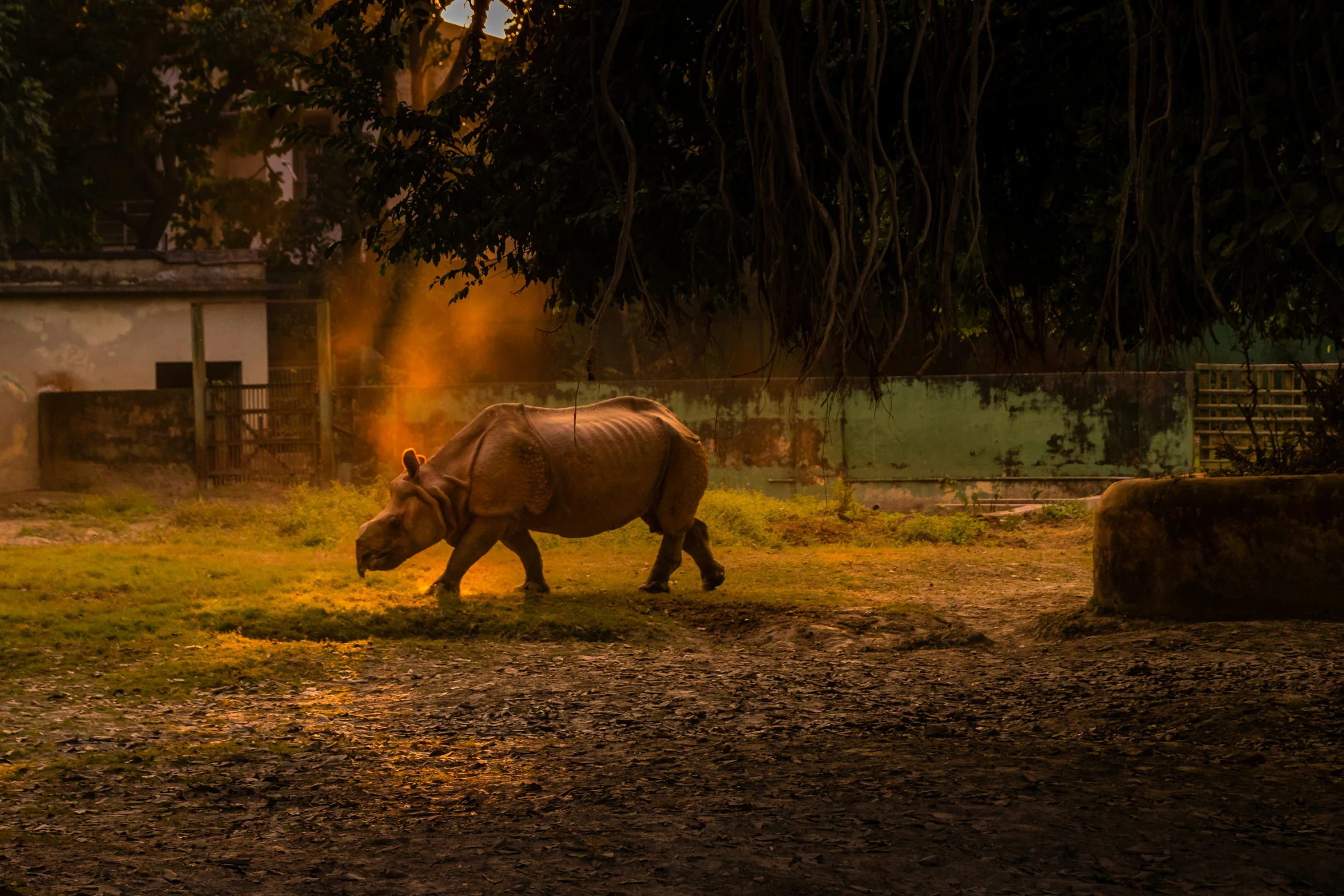 a lone rhino walking in a pen with a light shining on it