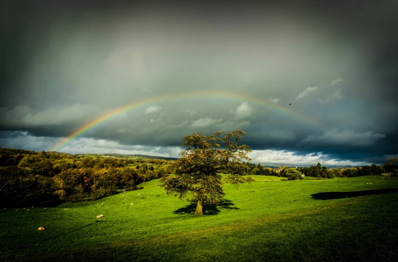 a rainbow over an area with green grass and trees