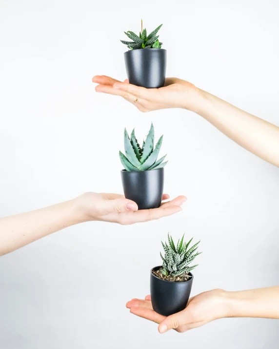 a few people holding three small cactuses up in their hands