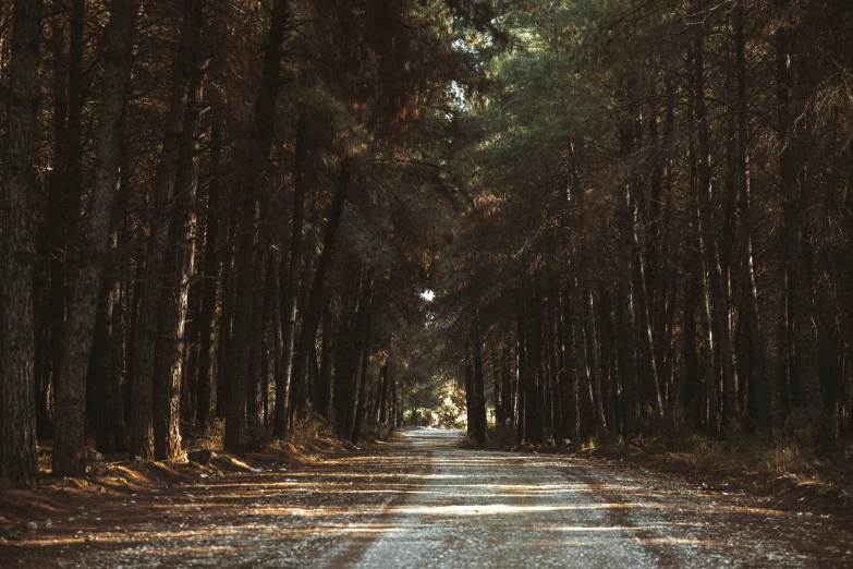 a lone dirt road surrounded by trees