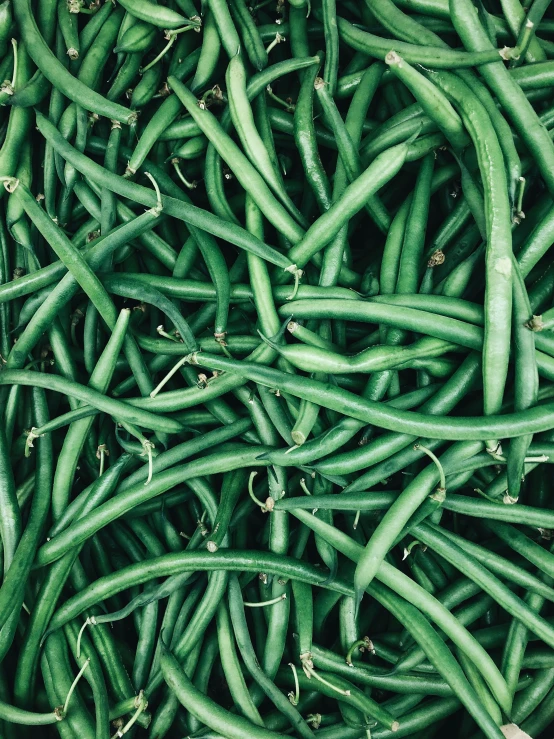 green beans in the middle of rows, background or texture