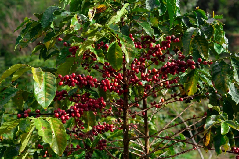 berries growing on the trees and in the ground