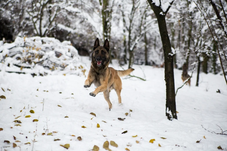 a dog running in a snowy wooded area