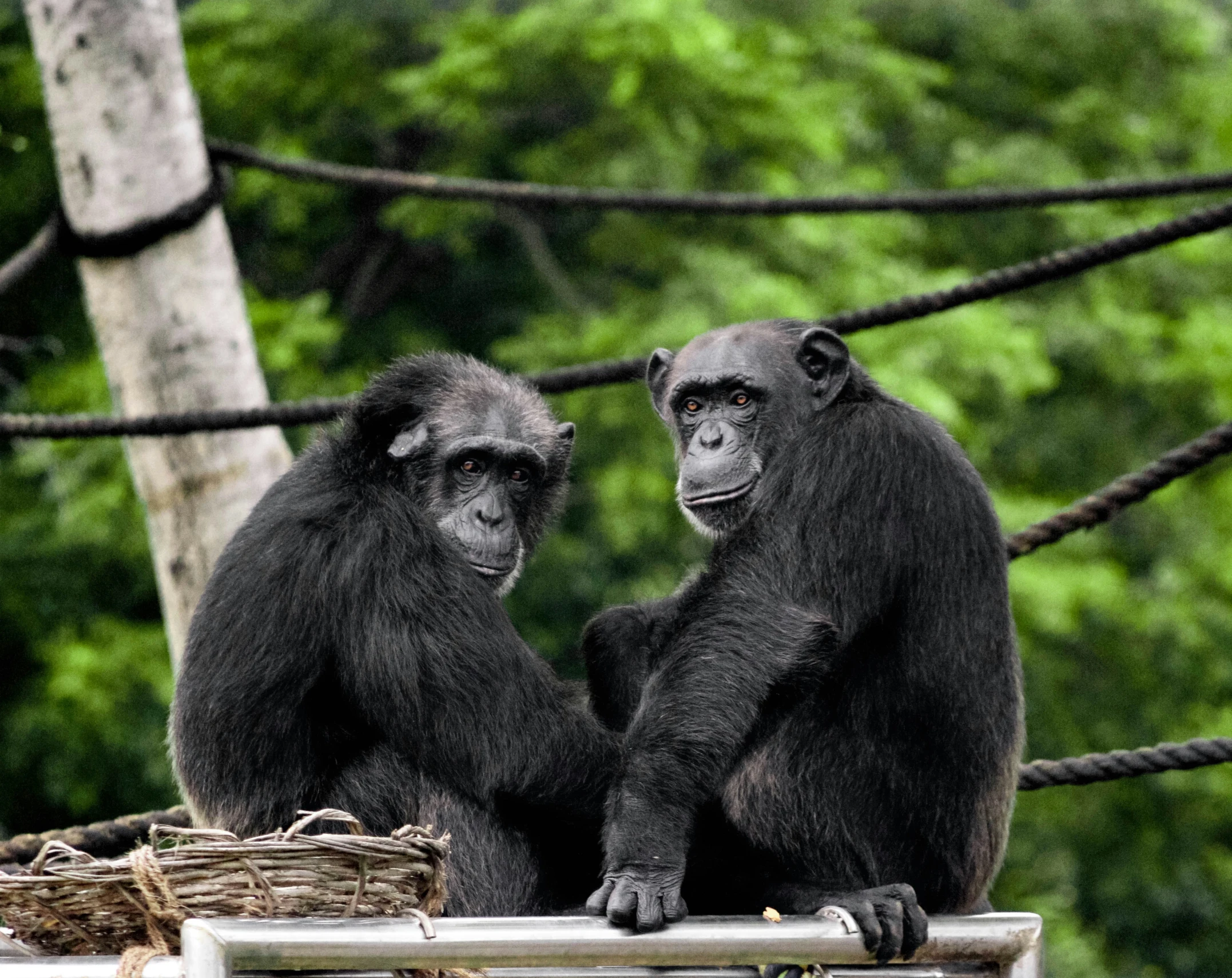 two chimpons sitting on a rope fence staring at soing