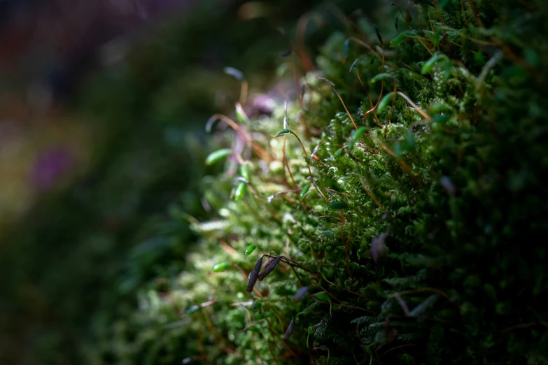 close up s of moss growing on a wall