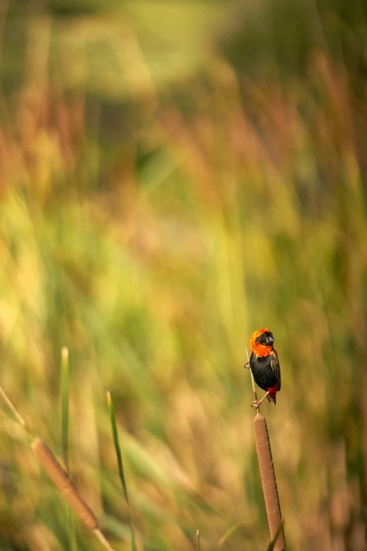 the small bird has a red head and white chest