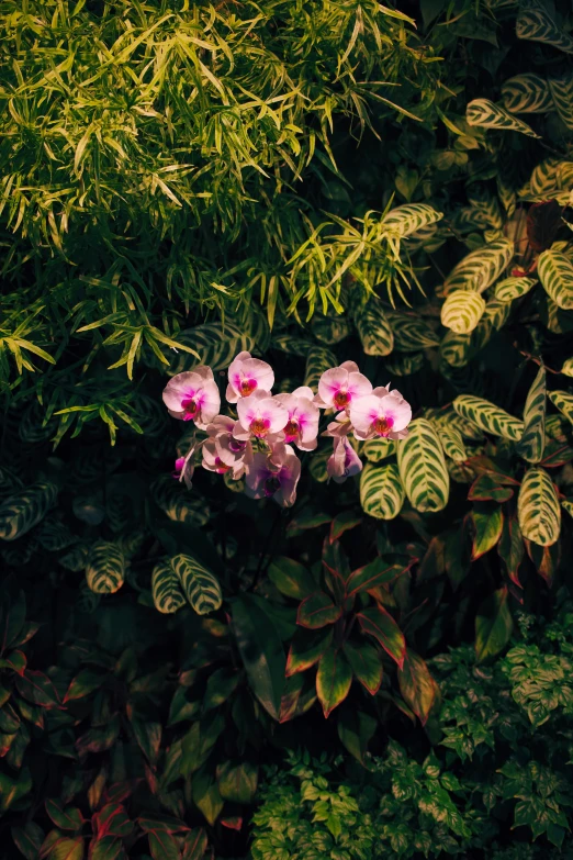 there are pink flowers on this bush with green leaves