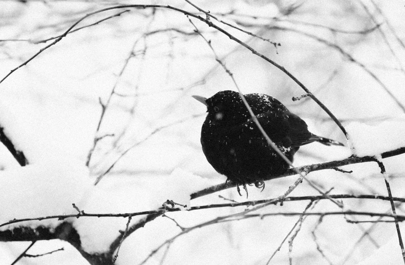 a bird on a tree nch during the winter