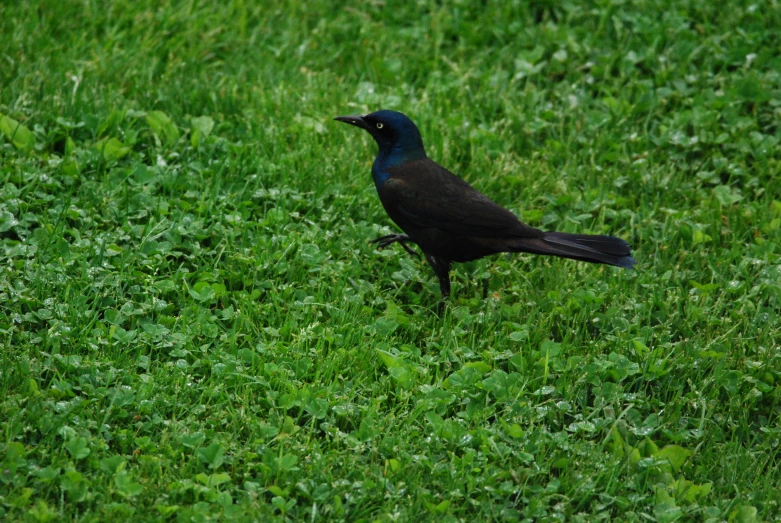 the small black bird stands on the green grass