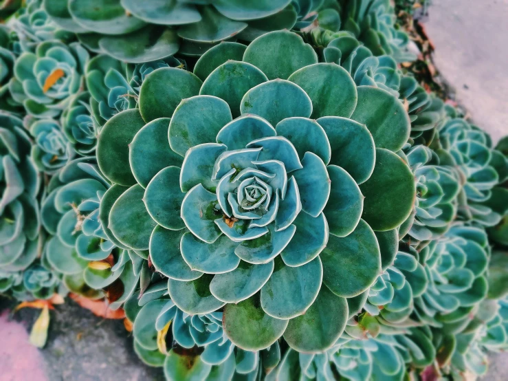 a large succulent plant with very small leaves