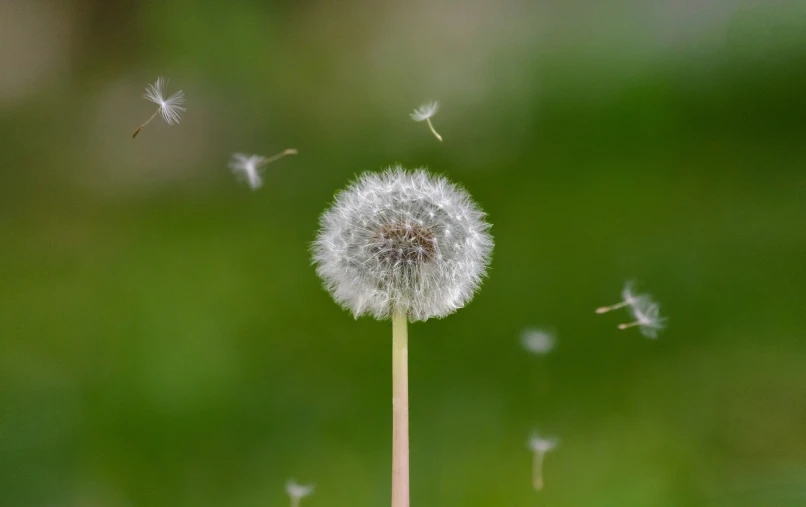 there are several dandelions being blown up