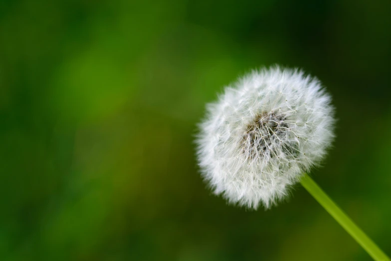 a large dandelion flower is shown in the green