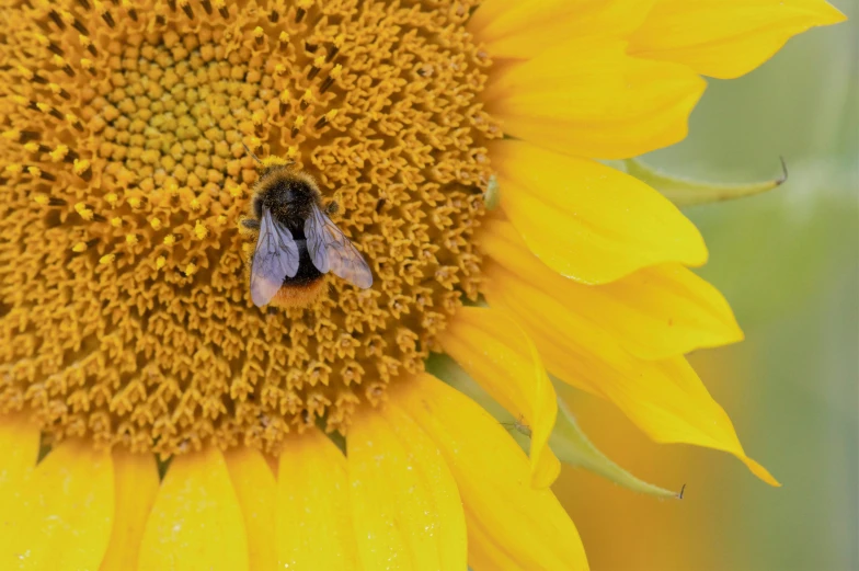 a yellow sunflower with a fly on it