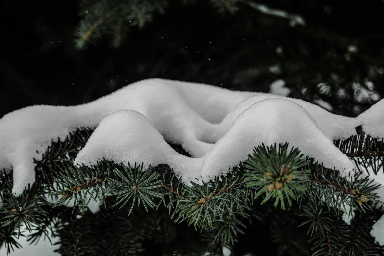 a pine tree nch with snow and evergreen needles