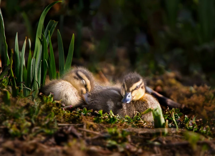 two baby ducklings resting on the ground in the woods