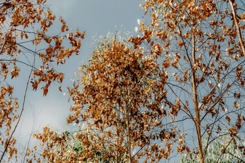 trees in fall with brown leaves on their nches